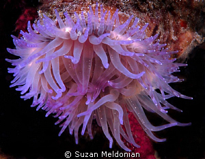 Purple Anemone by Suzan Meldonian 